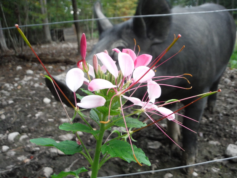 united states, nature, growth, white color, close-up, upclose, beauty in nature, no people, plant, focus on foreground, pig, flower head, 4K, fragility