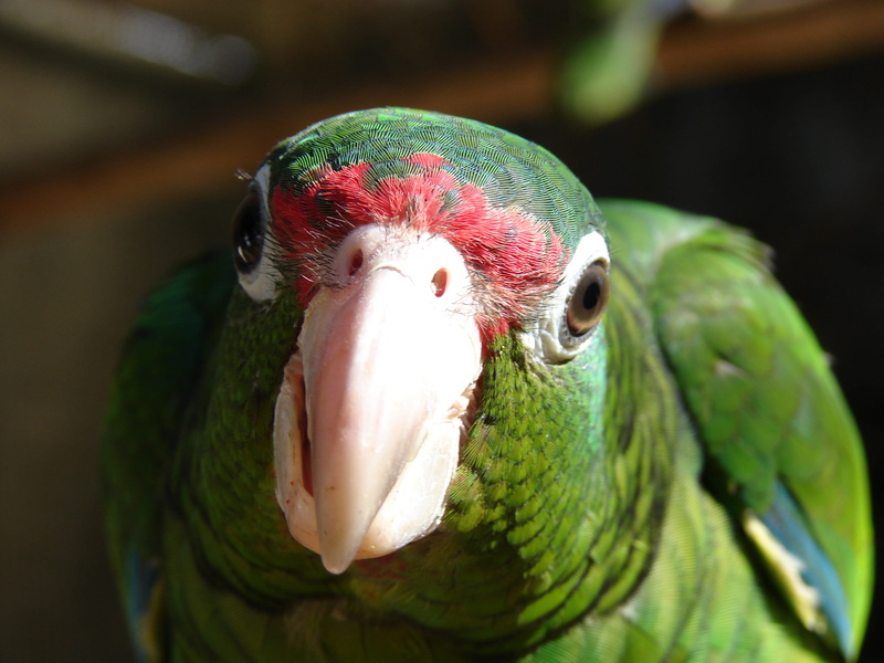 multi colored, beak, animal wildlife, nature, green color, no people, animal head, animals in the wild, vertebrate, close-up, 2K, bird, animal themes