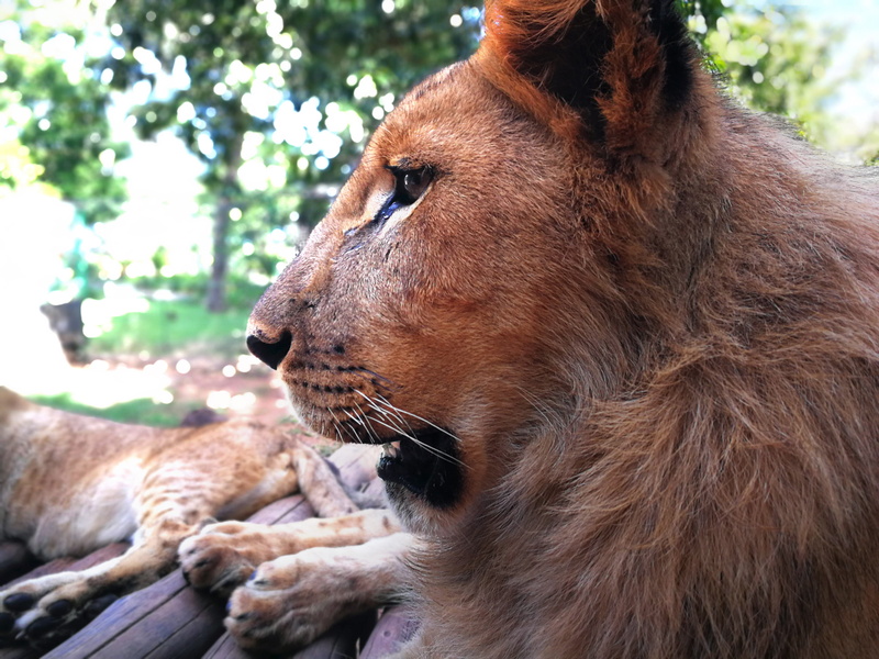 tzaneen, outdoors, close-up, beast, vertebrate, nature, day, fur, tree, south africa, animal wildlife, feline, one animal, mammal, 4K, animal head, animals in the wild