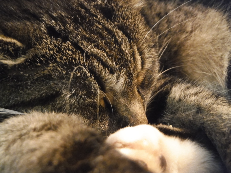 feline, tabby, relaxation, indoors, cat, animal themes, sleeping, domestic cat, united states, one animal, domestic, animal, close-up, port republic, resting