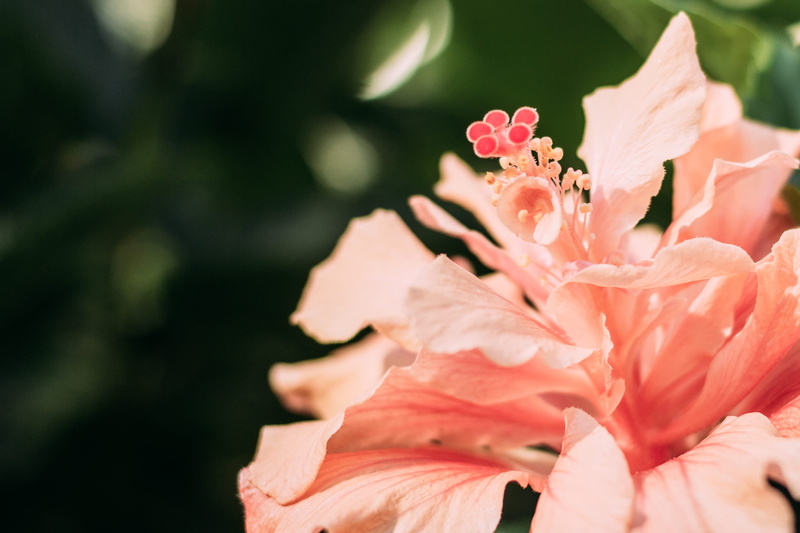 nature, pollen, upclose, selective focus, inflorescence, bloom, fragility, tuxtla gutiérrez, stamen, petaled, flower head, no people, bouquet, vulnerability