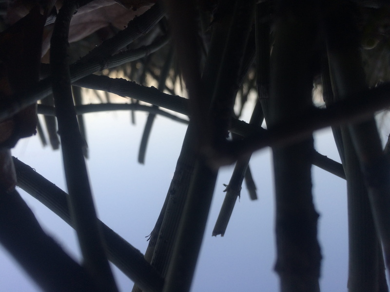 plants, 2K, bamboo, nature, railing, upclose, icicle, selective focus, close-up, curtain, united states, indoors, sky, silhouette, tree, tranquility, cold temperature