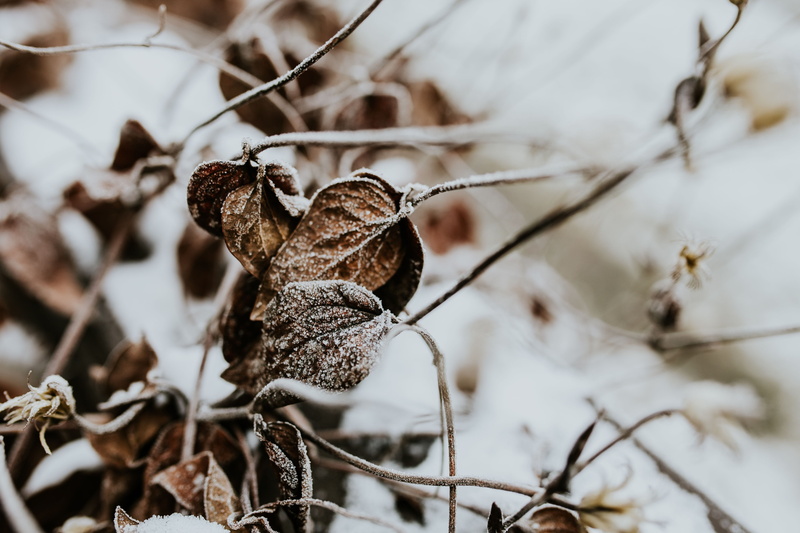 growth, animal wildlife, brown, close-up, cold - Temperature, dead plant, snow, focus on foreground, ups, forest, vulnerability, frost, season, winter