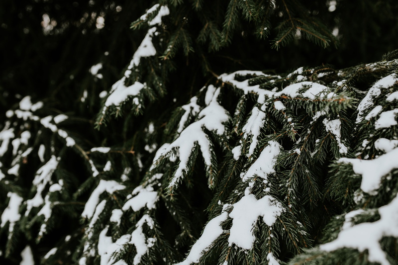 leaves, snowy, coniferous tree, close-up, cold, lichen, ups, close, nature, forest, tranquility, covering, branch, selective focus, trees, plant, day, closeup