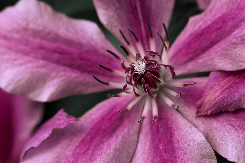 flowering plant, plant, daytime, pink color, natural, macro, outdoors, beauty in nature, upclose, extreme close-up, focus, pink, softness, fragility, green