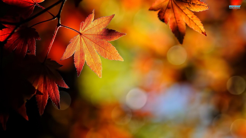 seasons, autumn, leaves, nature, nature and landscapes, crisp, lovely, 1080P