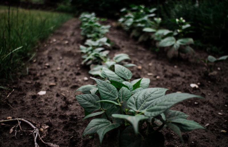 cc, healthy, leaf, close-up, food, green color, plant, focus on foreground, allotment, plane, gardening, surface, green, grass, growing, soil, crisp, outdoors
