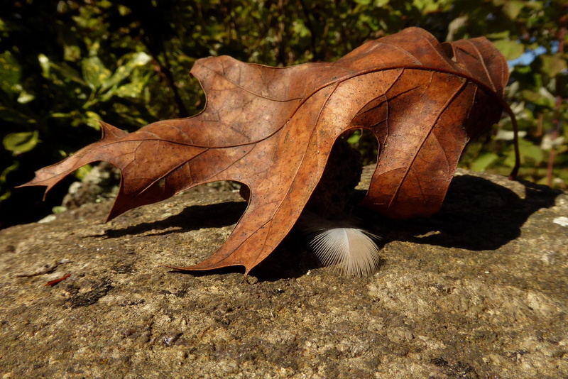 falling, textures, autumn, dry, change, 4K, outdoors, close-up, rock, crisp, no people, nature, brown, feather, leaves, natural condition, focus on foreground