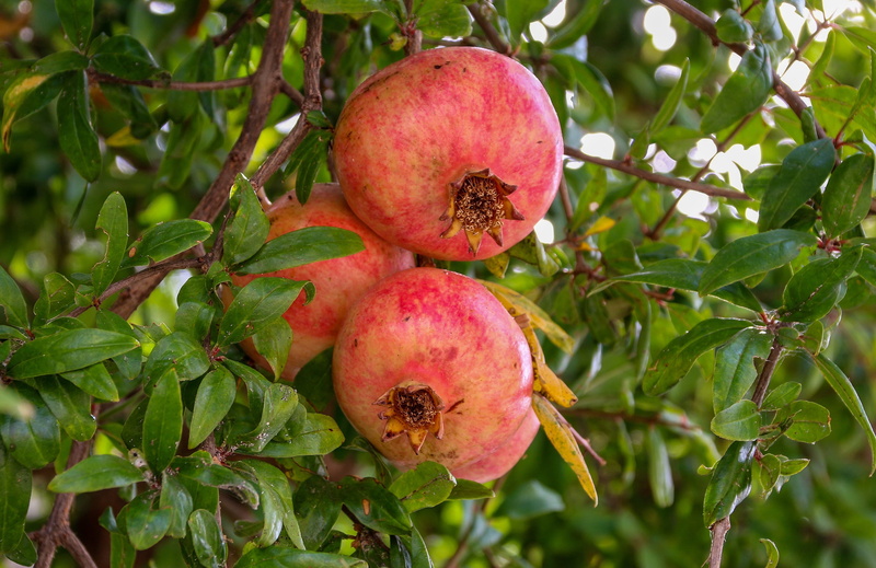 tree, pomegranate, red, shell, fresh, food, close-up, of course, outdoors, no people, freshness, healthy, ripe, garden, growth, bush, plant part, fruit