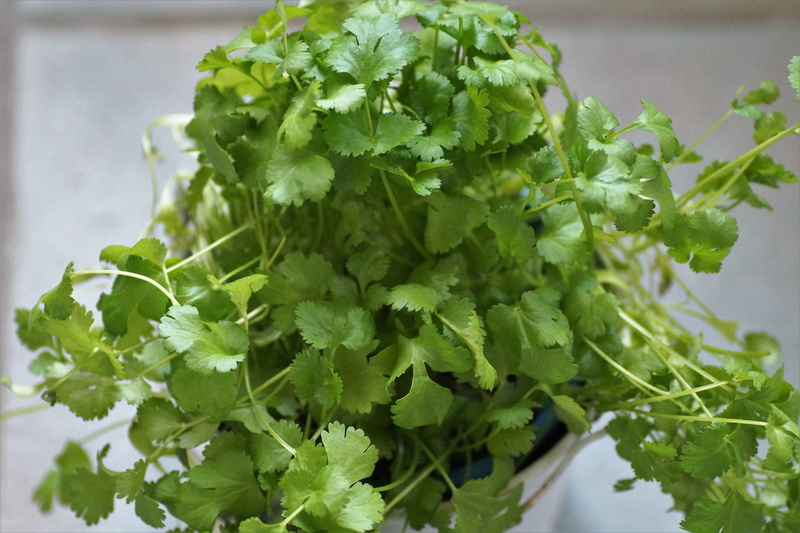kitchen, freshness, 5K, cultivation, green, young, fresh, raw food, leaf vegetable, herb, lettuce, healthy eating, wellbeing, organic, aromatic, garden