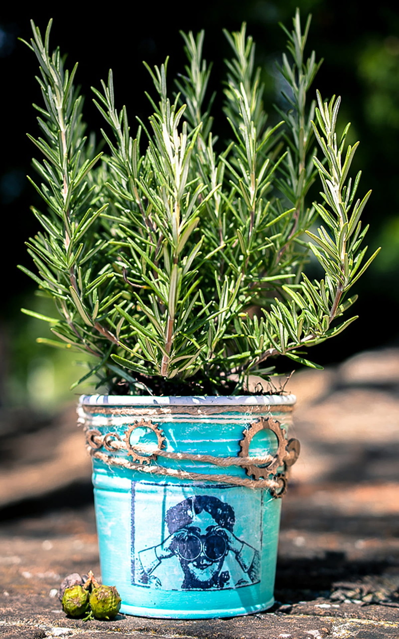 can, aromas, nature, turquoise colored, close-up, condiment, aromatic, cook, rosemary, garden, 1080P, plant, flavor, potted plant, houseplant, growth