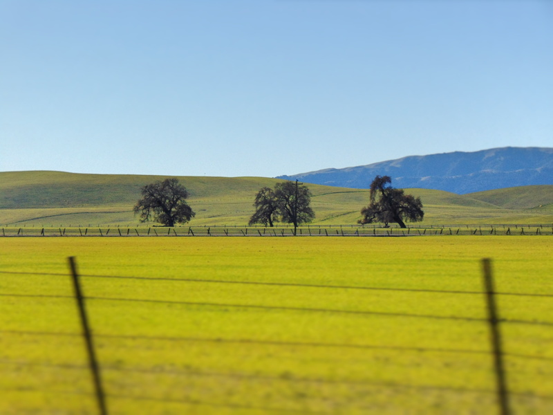 5K, landscape, California, oak trees