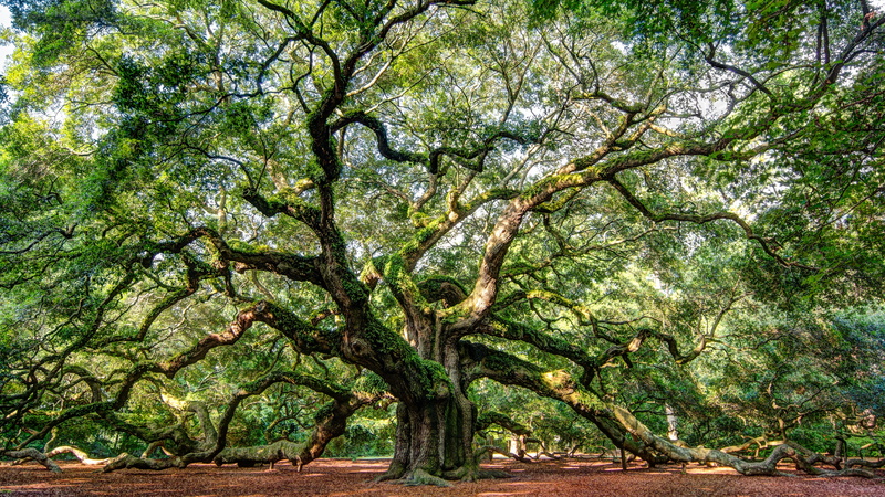 day, plant part, environment, trunk, nature, growth, scenics - nature, beauty in nature, forest, tranquility, branch, large, tree trunk, park, outdoors