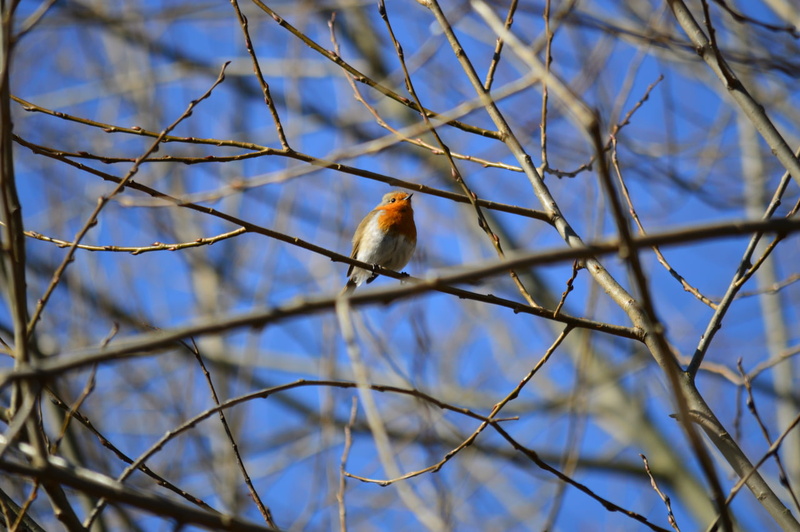 birds, no people, bare tree, tree, perching, animal, animals in the wild, robin, plant, twigs, 720P, animal themes, outdoors, branch, vertebrate, day