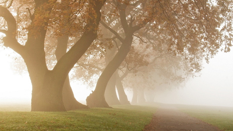 park, daylight, morning, nature, 720P, path, oak trees, landscape, fall, mist, photography, grass