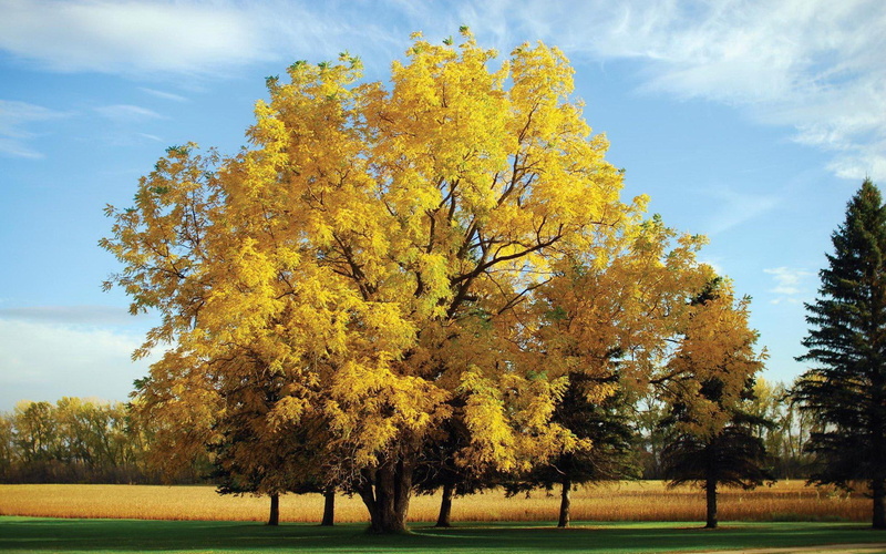 1080P, tree, 3d and abstract, nature, oak, yellow