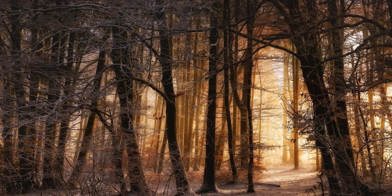 day, tree trunk, growth, tranquil scene, trees, sunlight, winter, woodland, non-urban scene, plant, no people, camouflage, scenics - nature, nature, forest