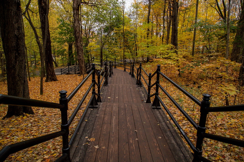 beauty in nature, tree, day, connection, bridge, land, wood, montreal, forest, bridge - man made structure, canada, the way forward, autumn, footbridge