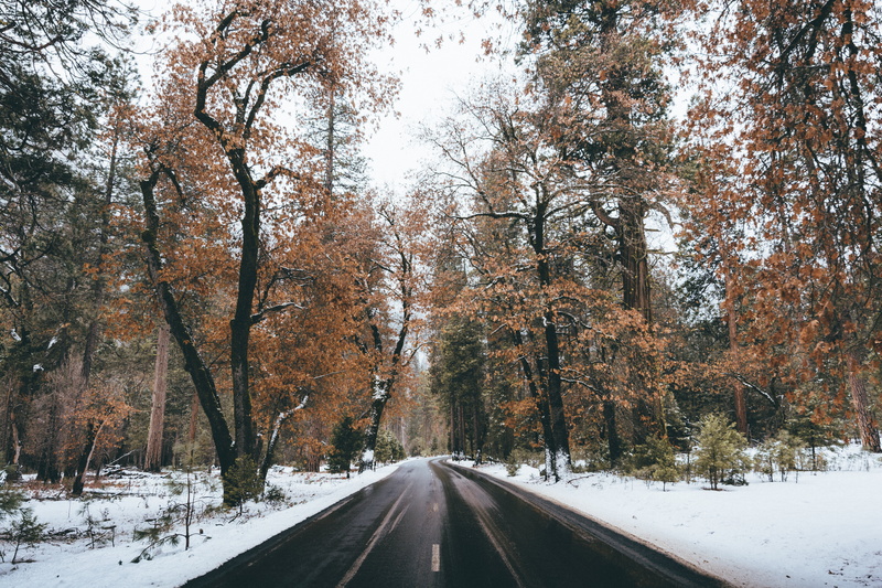 tree, across, landscape, 5K, season, outdoors, covered, nature, daytime, road, snow, asphalt, winter, forest