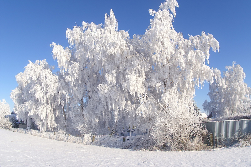 tranquil scene, deep snow, frost, coniferous tree, no people, frozen, plant, sunlight, cover, cold temperature, january, christmas, ice, holiday, icy, blue sky
