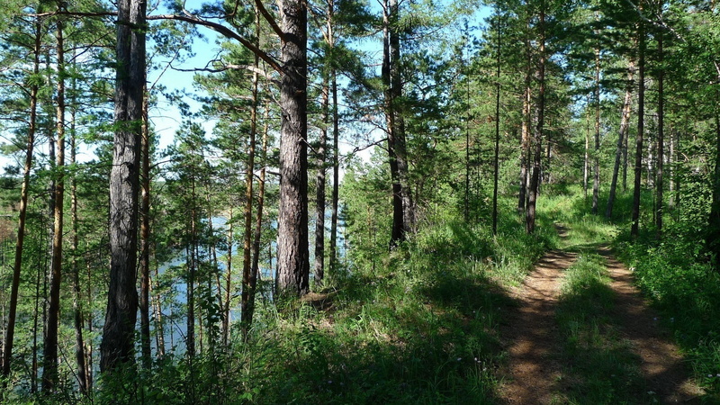 forest, hd, trail, nature, path, 1080P, tree