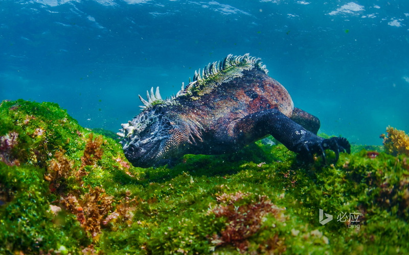 animal wildlife, one animal, outdoors, invertebrate, 1080P, november, iguanas, animals in the wild, coral, no people, water, bing, vertebrate, sea life