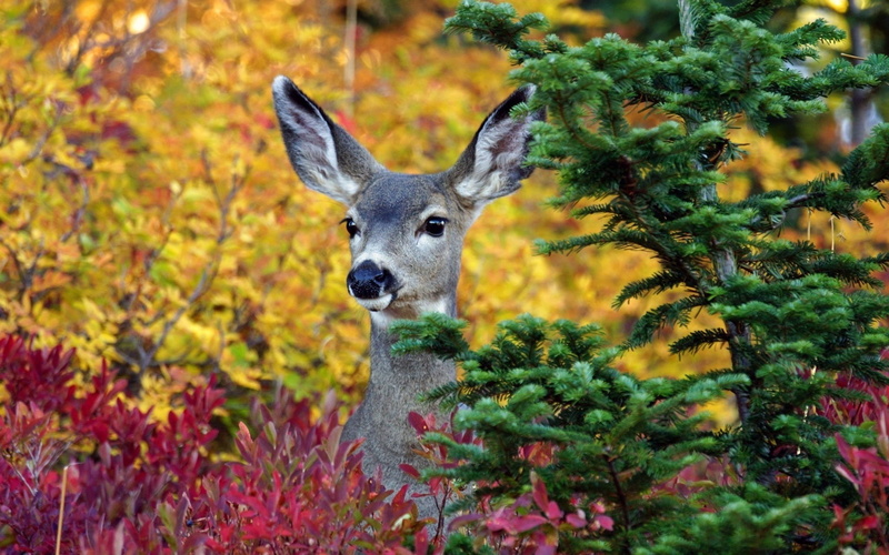 Trees, 1080P, close, Animals, Deer
