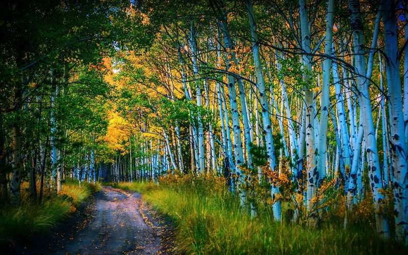 Autumn, Road, Birch, Grove, Trees, 1080P