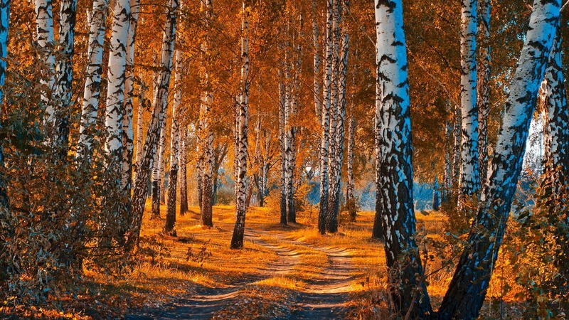 woods, outdoors, woodland, forest path, tranquil scene, idyllic, grove, forest, nature photography, non-urban scene, path, tranquility, beauty in nature