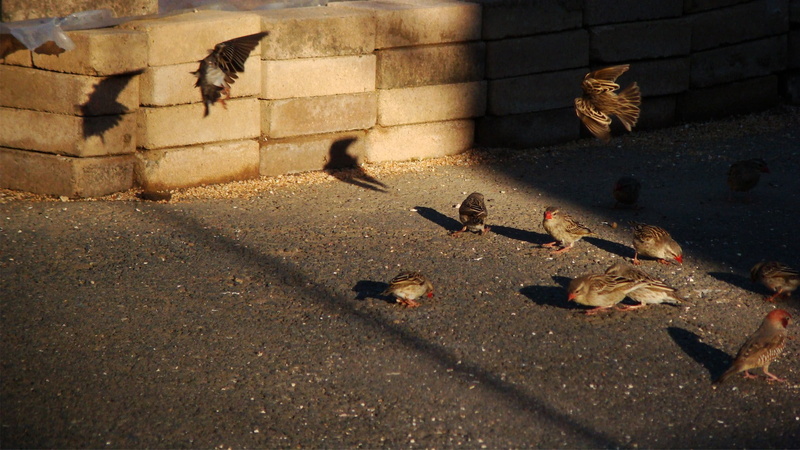 wall - building feature, vertebrate, day, no people, built structure, group of animals, birds, large group of animals, animal, shadow, sunlight, nature