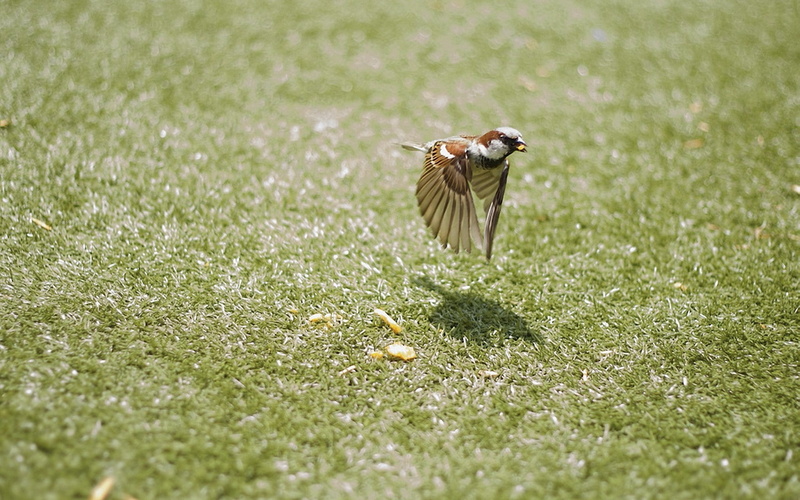 1080P, sparrow, birds, animals, grass