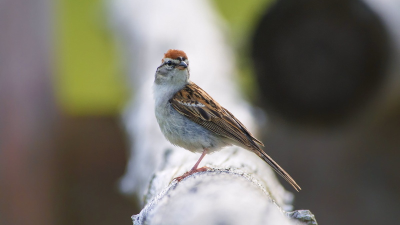 sparrow, birds, 1080P, blurred