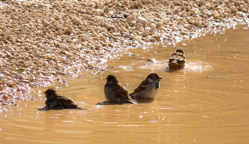 animals, birds, ripples, water, sparrow, 720P, pebbles, nature