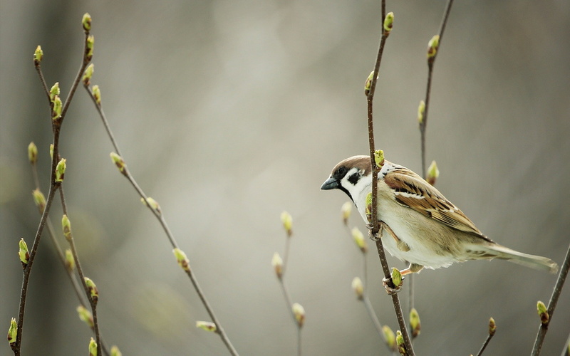 animals, sparrow, birds, 1080P, nature