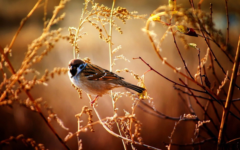 birds, animals, 1080P, sparrow