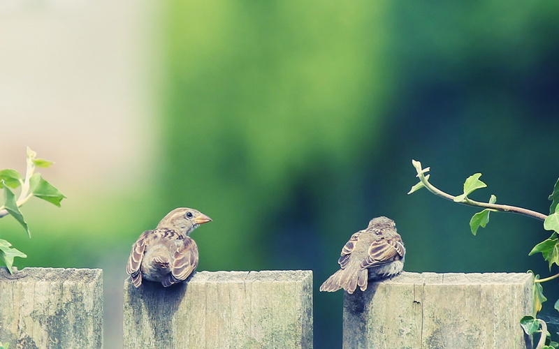 birds, sparrow, fence, 1080P, animals