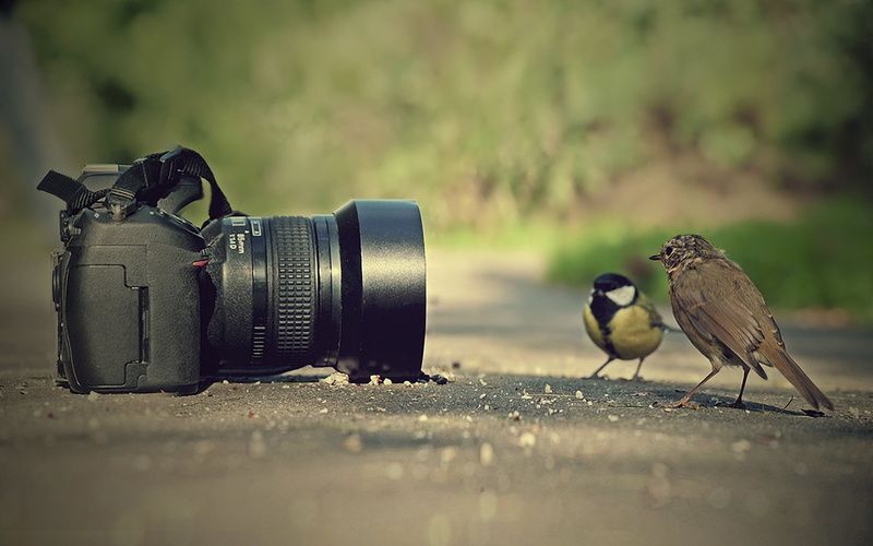nature, wildlife, sparrow, black Color, backgrounds, old-fashioned, vertebrate, animal wildlife, photography themes, animals in the wild, selective focus