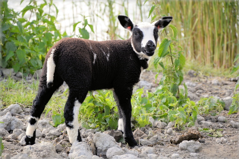 outdoors, pets, barnyard, livestock, no people, land, meat, farming, meadow, herd, nature, vertebrate, day, wildlife, lamb, animal, herbivore, natural