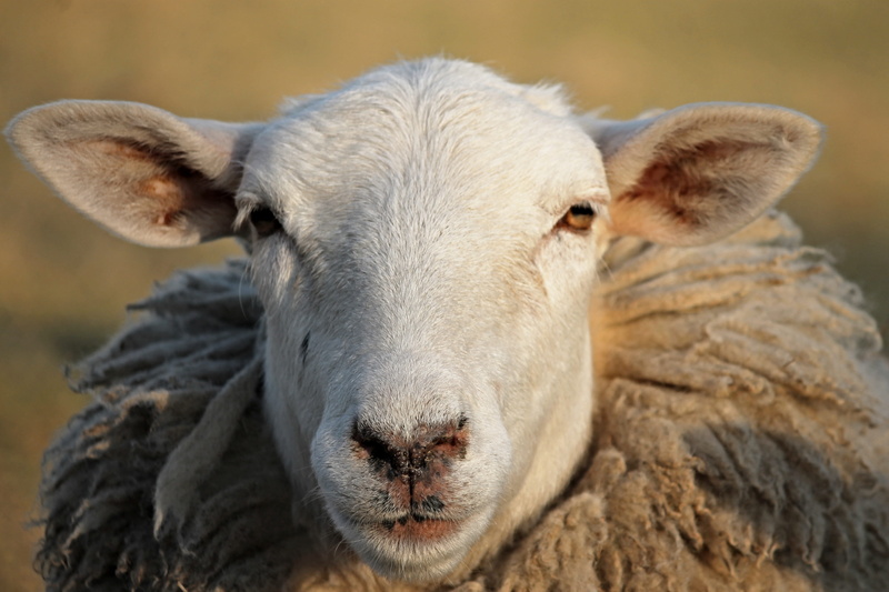 domestic, herd animal, sheep, one animal, no people, nature, young animal, agriculture, graze, animal herd, herbivores, white, tilt, sheepshead, lens, domestic animals