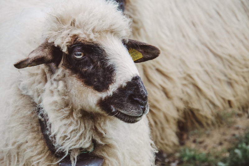 animal themes, vertebrate, herbivorous, beige, animal, sheep, looking at camera, farm, livestock, one animal, rural Scene, close-up, white, pets, goat