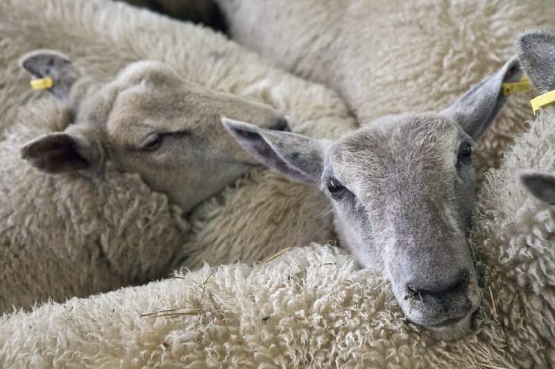 three, young animal, herbivorous, close-up, ewe, mammal, togetherness, animal head, group of animals, 2K, farming, animal themes, domestic, rural, market