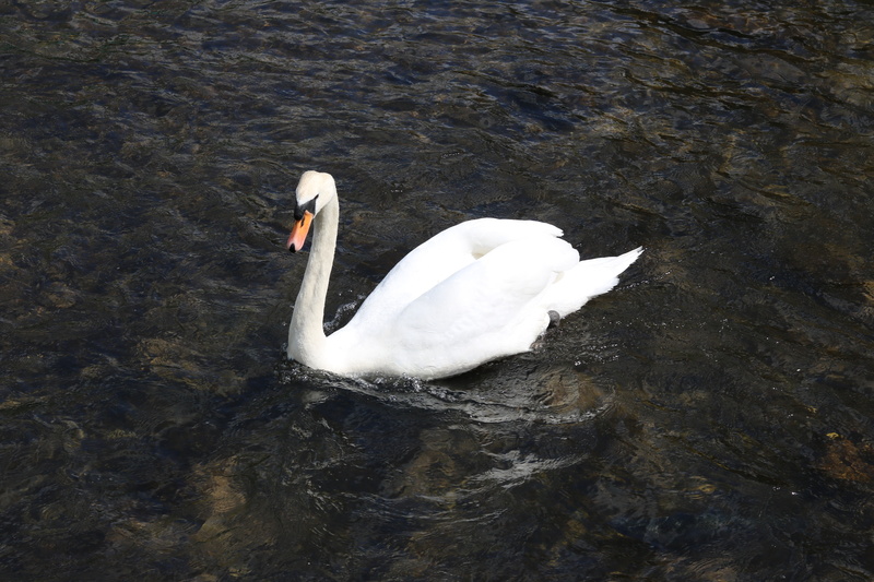 animal, white color, nature, bird, mute swan, one animal, waterfront, zoology, beak, water bird, day, 5K, animals in the wild, england, bakewell, floating on water