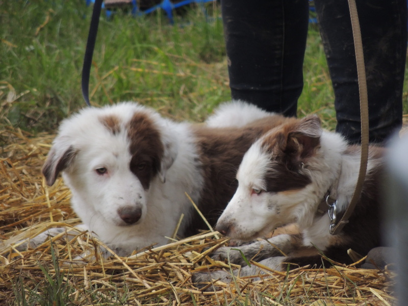nature, grass, group of animals, portrait, animal family, puppies, plant, 4K, canine, domestic, no people, pets, mammal, bakewell, day, united kingdom