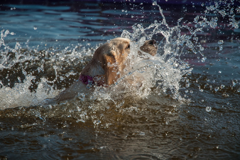 bakewell, animal, water, united kingdom, domestic, swimming, nature, pets, chatsworth house, vertebrate, one animal, 4K, day, animal wildlife, splashing