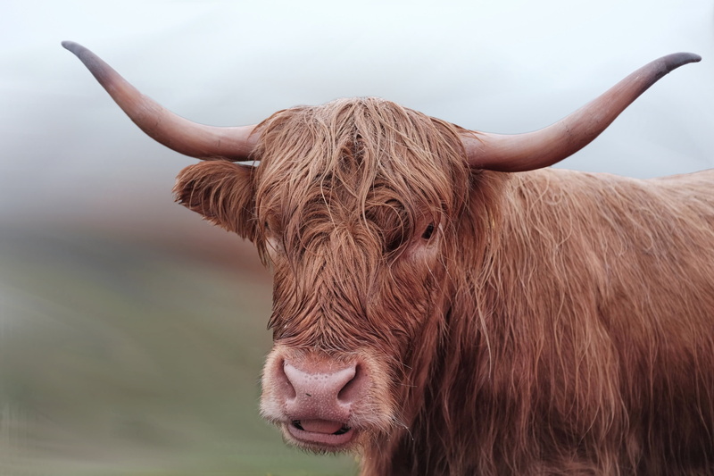 highland beef, animal, shaggy, domestic animals, domestic, highland cattle, animal head, horned, hair, cattle, domestic cattle, herbivorous, nature, close-up