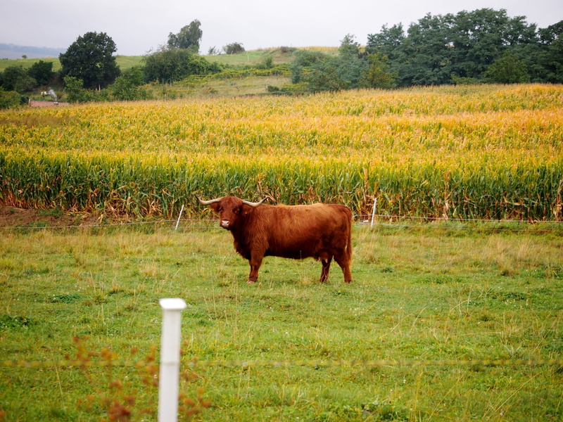 yak, 4K, animal, day, tree, livestock, animal themes, beef, grass, land, horned, in the, scottish highland cow, field, landscape, cow, herbivorous, one animal