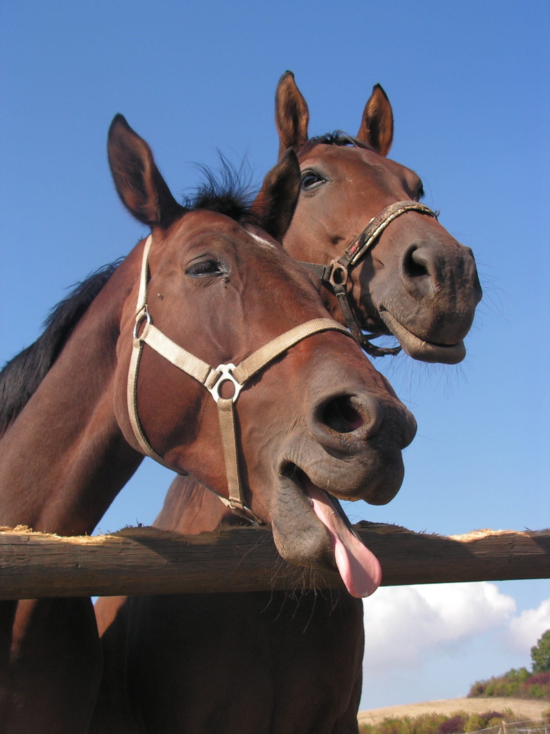 Bay, one animal, head, animal head, Horse, no people, domestic animals, working animal, sky, brown, herbivorous, bridle, snout, Language, portrait, animal mouth