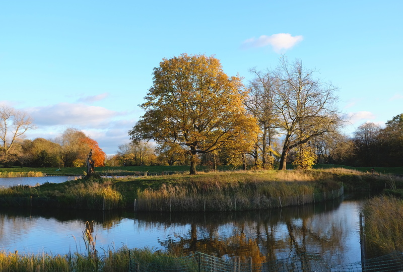 united kingdom, cloud - sky, britain, uk, tree, forest, woodland, 4K, waterfront, leaves, lake, no people, seasons, change, fall, autumn, non-urban scene