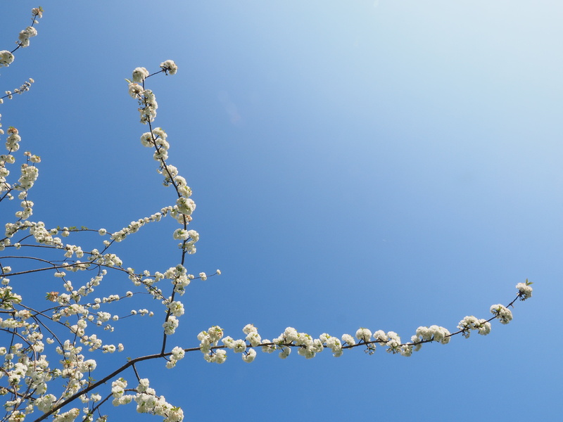tree, 4K, no people, blossom, copy space, animals in the wild, white blossom, herrlich, growth, overflowing, clear sky, day, animal, beauty in nature