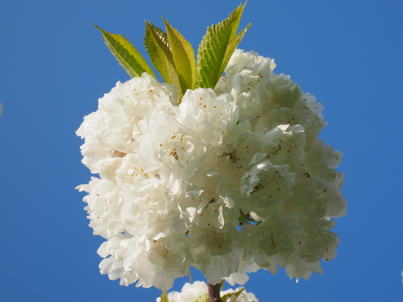 lush, outdoors, leaf, branch, flower tree, sky, sunny day, white color, clear sky, flower Head, cherry blossom, herrlich, springtime, white, day, vulnerability